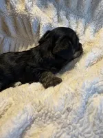 Noire (girl), a  Yorkipoo for sale in Charlotte, NC – 2 of 3
