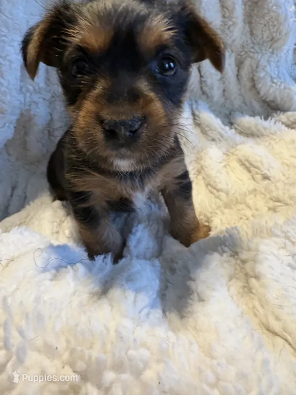 Champ (boy) – Yorkipoo puppy for sale in Charlotte, NC