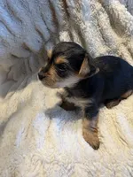 Champ (boy), a  Yorkipoo for sale in Charlotte, NC – 2 of 4