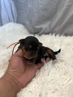 Rojos, a male Yorkipoo for sale in Charlotte, NC – Photo 2 of 2