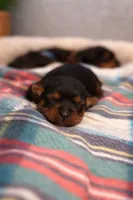 Rojos, a male Yorkipoo for sale in Charlotte, NC – Photo 1 of 2