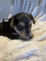 Rockie (girl), a  Yorkipoo for sale in Charlotte, NC – 2 of 3