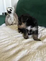 Blue, a male Yorkipoo for sale in Charlotte, NC – Photo 3 of 4