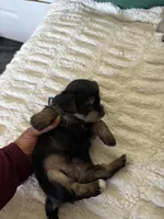 Blue, a male Yorkipoo for sale in Charlotte, NC – Photo 4 of 4