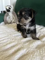 Blue, a male Yorkipoo for sale in Charlotte, NC – Photo 2 of 4