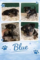 Blue, a male Yorkipoo for sale in Charlotte, NC – Photo 1 of 4