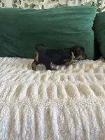 Emerald, a male Yorkipoo for sale in Charlotte, NC – Photo 4 of 6