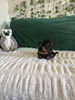 Emerald, a male Yorkipoo for sale in Charlotte, NC – Photo 5 of 6