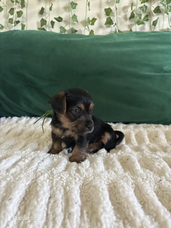 Emerald – Yorkipoo puppy for sale in Charlotte, NC