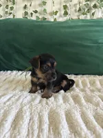 Emerald, a male Yorkipoo for sale in Charlotte, NC – Photo 1 of 6