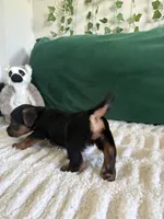 Emerald, a male Yorkipoo for sale in Charlotte, NC – Photo 6 of 6