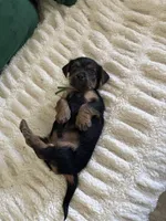 Emerald, a male Yorkipoo for sale in Charlotte, NC – Photo 3 of 6