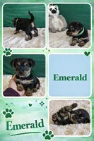 Emerald, a male Yorkipoo for sale in Charlotte, NC – Photo 2 of 6