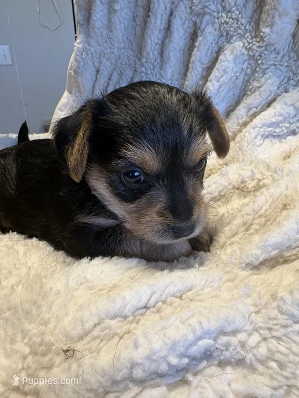 Rose (girl) – Yorkipoo puppy for sale in Charlotte, NC