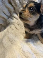 Champ (boy), a  Yorkipoo for sale in Charlotte, NC – 3 of 4