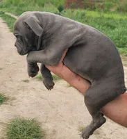 Blue Male, a male Olde English Bulldogge for sale in South Hill, VA – 4 of 6