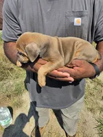 Tri Female , a female Olde English Bulldogge for sale in South Hill, VA – 5 of 7