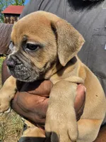Brown Male, a male Olde English Bulldogge for sale in South Hill, VA – 2 of 3