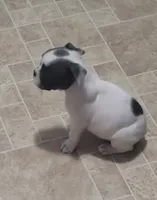 Speck Male, a male Olde English Bulldogge for sale in South Hill, VA – 2 of 5