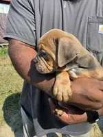 Tri Female , a female Olde English Bulldogge for sale in South Hill, VA – 4 of 7