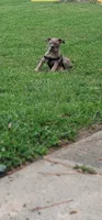 Merle Male 1, a male Olde English Bulldogge for sale in South Hill, VA – 3 of 8