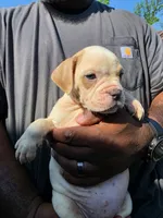 White Fawn Female , a female Olde English Bulldogge for sale in South Hill, VA – 3 of 3
