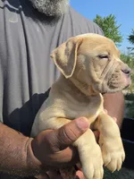 Cryptic Merle Female, a female Olde English Bulldogge for sale in South Hill, VA – 3 of 4