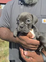 Blue Female , a female Olde English Bulldogge for sale in South Hill, VA – 2 of 3