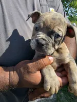 Merle Male 1, a male Olde English Bulldogge for sale in South Hill, VA – 1 of 5