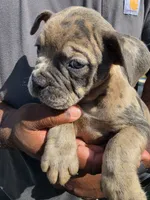 Merle Male 1, a male Olde English Bulldogge for sale in South Hill, VA – 5 of 5