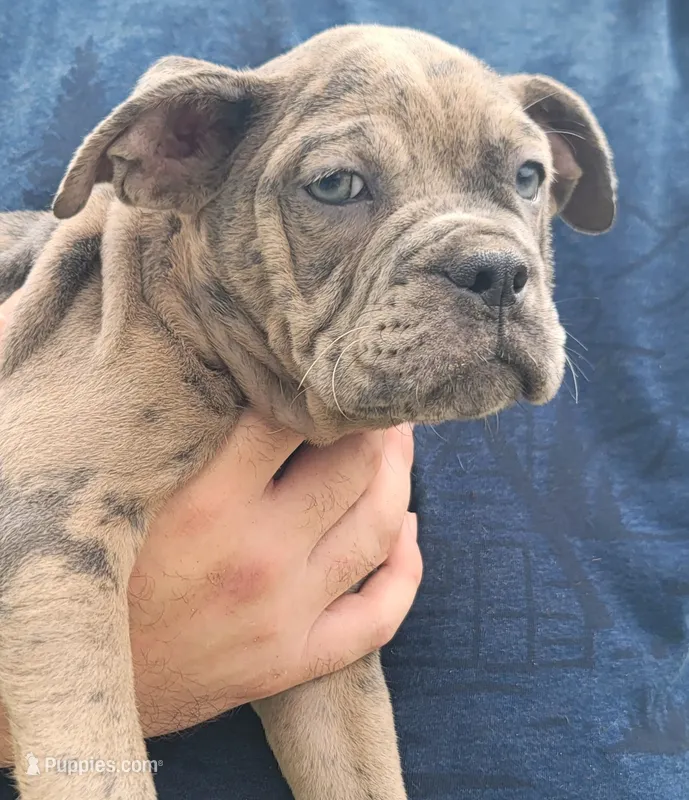 Merle Male 1 – Olde English Bulldogge puppy for sale in South Hill, VA