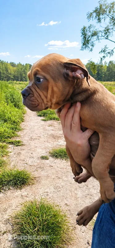 Chocolate Tri Female  – Olde English Bulldogge puppy for sale in South Hill, VA