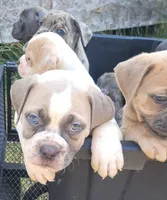 Pugsley Male, a male Olde English Bulldogge for sale in South Hill, VA – 3 of 4