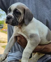 Pugsley Male, a male Olde English Bulldogge for sale in South Hill, VA – 2 of 4