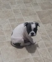 Speck Male, a male Olde English Bulldogge for sale in South Hill, VA – 3 of 5