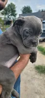 Blue Male, a male Olde English Bulldogge for sale in South Hill, VA – 2 of 6