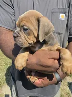Tri Female , a female Olde English Bulldogge for sale in South Hill, VA – 1 of 7