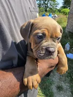 Tri Female , a female Olde English Bulldogge for sale in South Hill, VA – 2 of 7