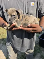 Merle Male 1, a male Olde English Bulldogge for sale in South Hill, VA – 4 of 5
