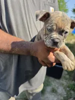 Merle Male 1, a male Olde English Bulldogge for sale in South Hill, VA – 2 of 5