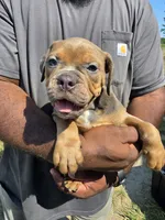 Tri Female , a female Olde English Bulldogge for sale in South Hill, VA – 3 of 7