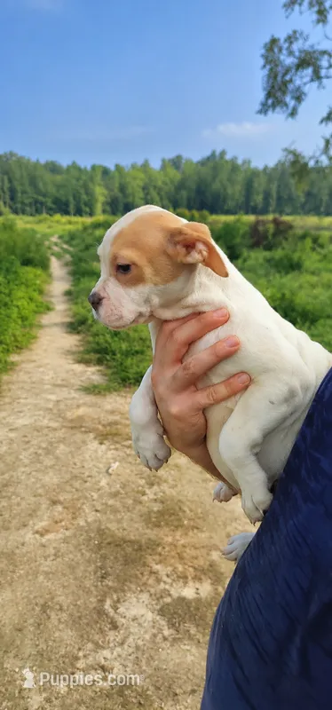 White Fawn Female  – Olde English Bulldogge puppy for sale in South Hill, VA