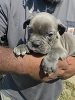 Blue Male, a male Olde English Bulldogge for sale in South Hill, VA – 1 of 6