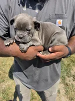 Blue Male, a male Olde English Bulldogge for sale in South Hill, VA – 2 of 6