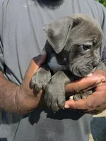Blue Female , a female Olde English Bulldogge for sale in South Hill, VA – 3 of 3