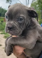 Blue Male, a male Olde English Bulldogge for sale in South Hill, VA – 1 of 6
