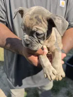 Merle Male 1, a male Olde English Bulldogge for sale in South Hill, VA – 3 of 5