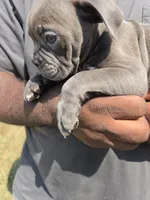 Blue Male, a male Olde English Bulldogge for sale in South Hill, VA – 3 of 6