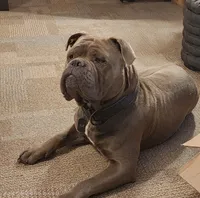 Tri Female , a female Olde English Bulldogge for sale in South Hill, VA – 7 of 7