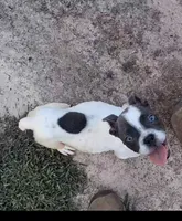 Blue White Male, a male Olde English Bulldogge for sale in South Hill, VA – 3 of 8